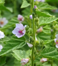 Ibiš lekársky - Althaea officinalis - semená ibišteka - 18 ks