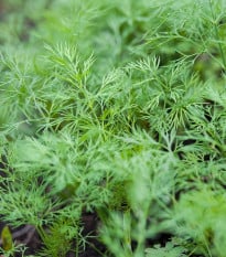 Kôpor voňavý Ceres - Anethum graveolens - semená kôpra - 200 ks