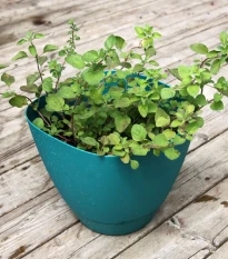 Grécke oregáno - Origanum vulgare - semená oregana - 250 ks