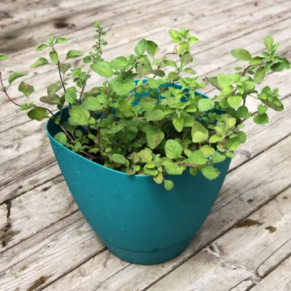 Grécke oregáno - Origanum vulgare - semená oregana - 250 ks