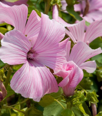 Slez pižmový - Malva moschata - semená - 50 ks