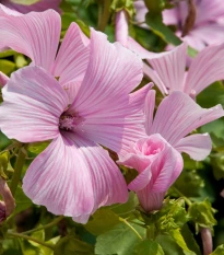 Slez pižmový - Malva moschata - semená - 50 ks