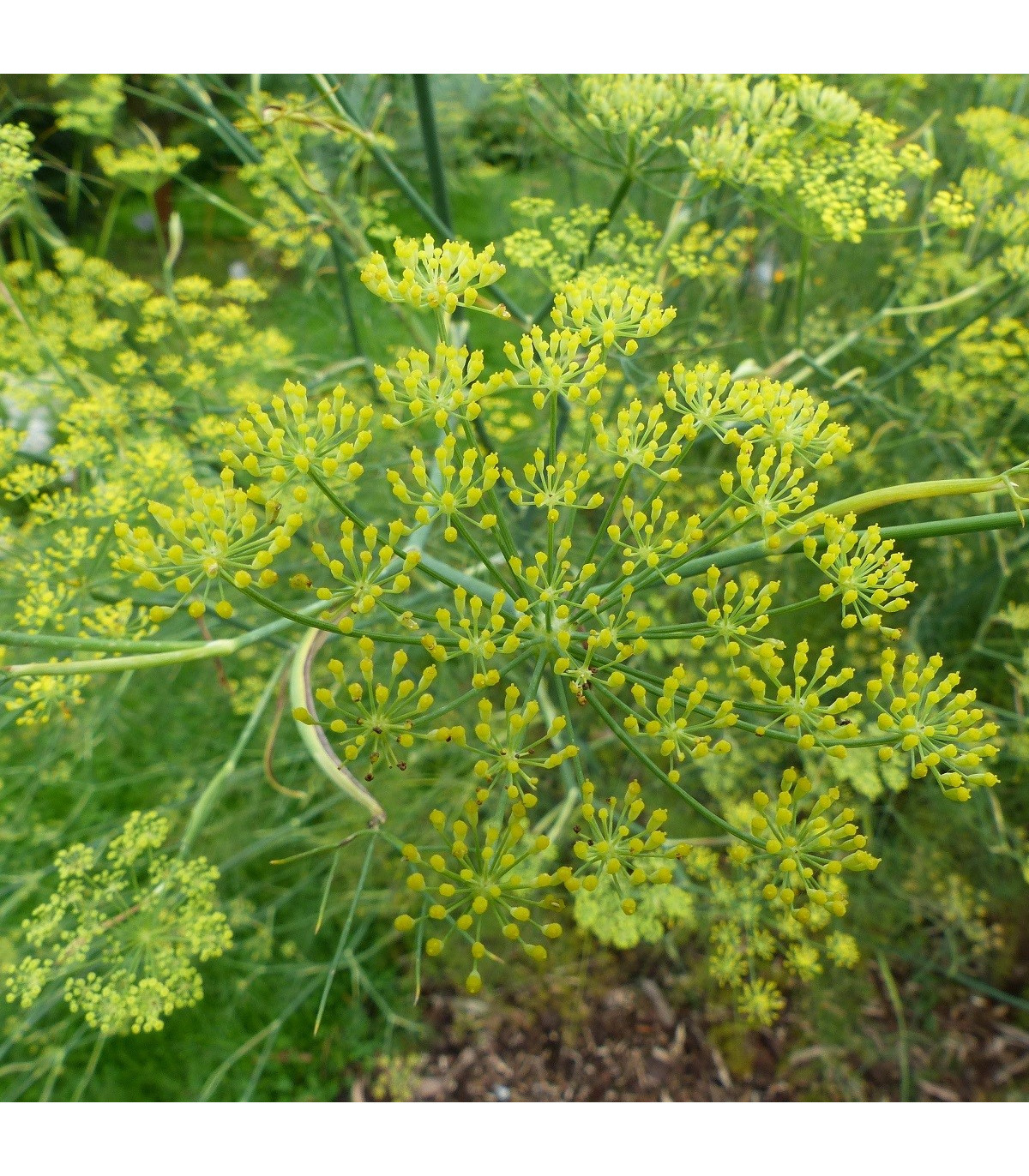 Bedrovník anízový - Pimpinella anisum - semená anízu - 250 ks