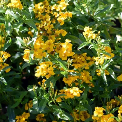 Aksamietnica mexická - Tagetes lucida - semená aksametnice - 0,2 g