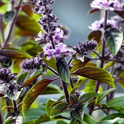 Bazalka škoricová - Ocimum basilicum - semená bazalky - 50 ks