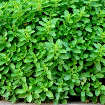 Oregano Zaatar - Origanum syriaca - semená oregana - 25 ks