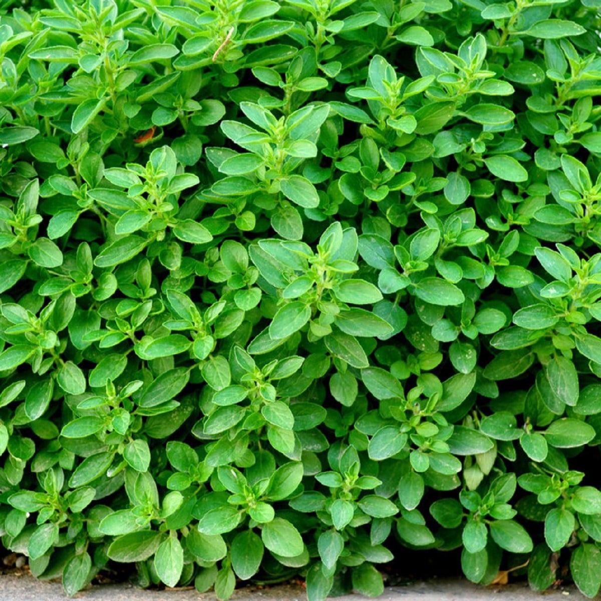 Oregano Zaatar - Origanum syriaca - semená oregana - 25 ks