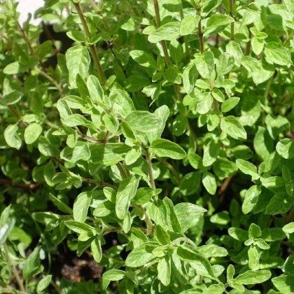 Majorán divý - Pot marjoram - semená majoránu - 500 ks