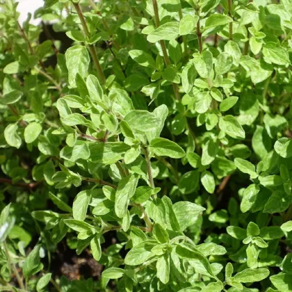 Majorán divý - Pot marjoram - semená majoránu - 500 ks