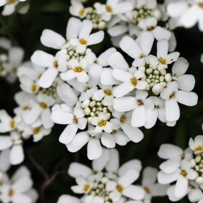 Iberka gibraltarská - Iberis gibraltarica - semená - 35 ks