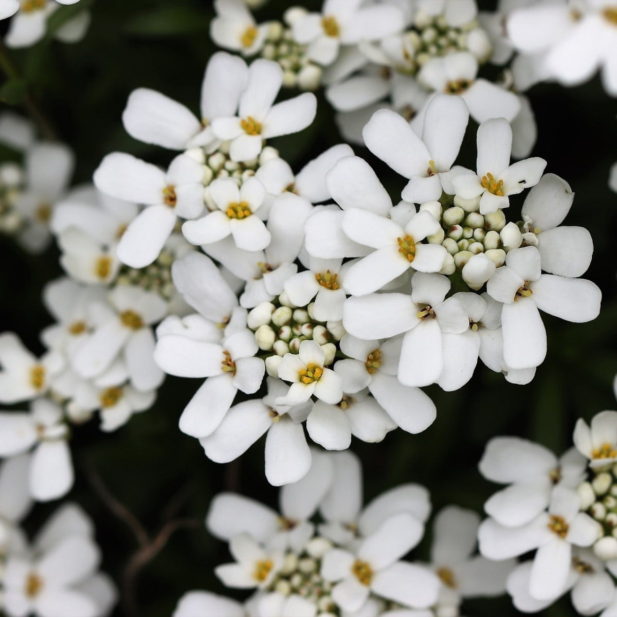 Iberka gibraltarská - Iberis gibraltarica - semená - 35 ks