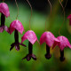 Rodochiton Purple Bells – Rhodochiton atrosanguineus – semena rodochitonu – 6 ks