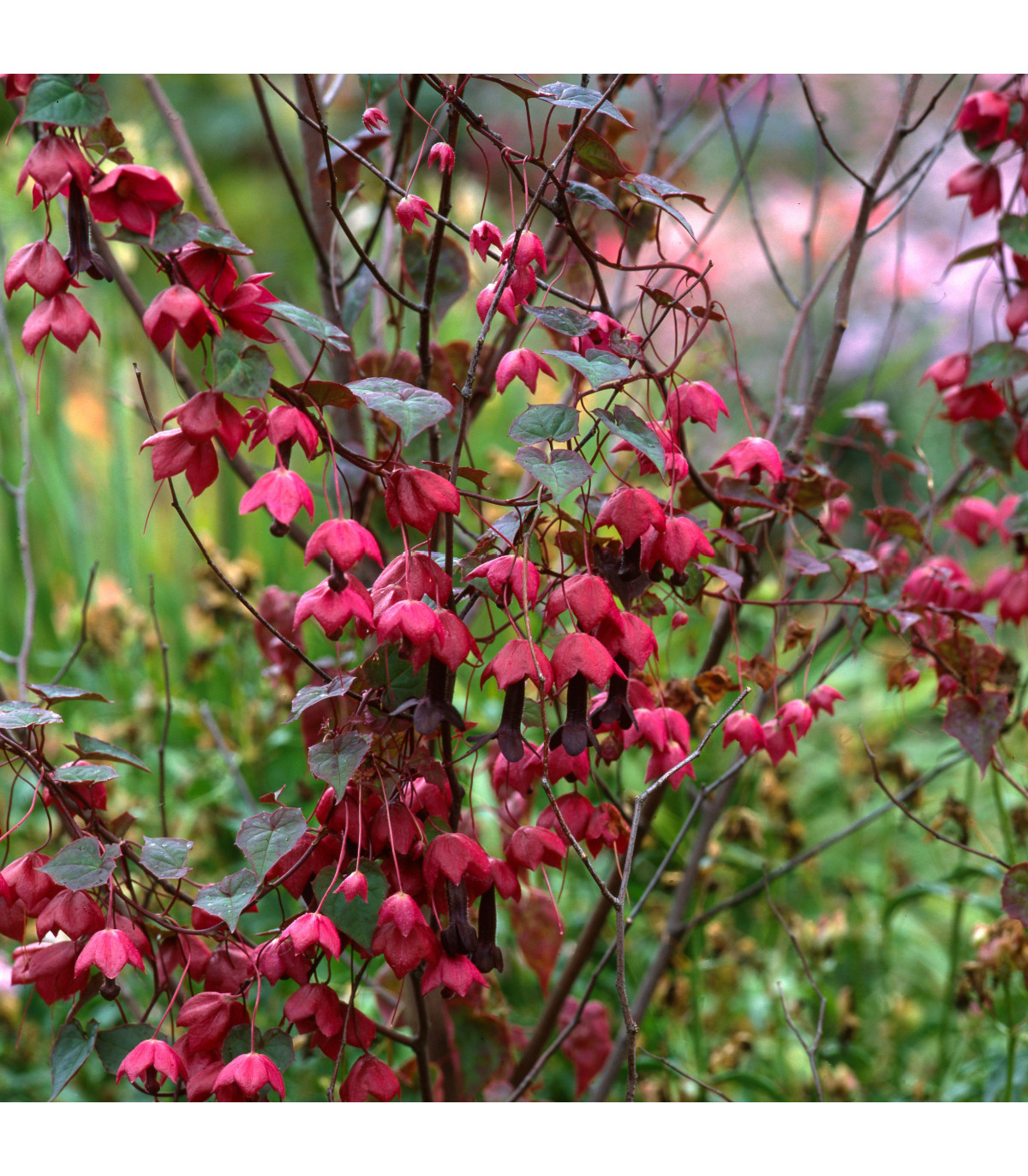 Rodochiton Purple Bells – Rhodochiton atrosanguinemum – semena rodochitonu – 6 ks