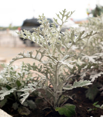Starček prímorský - Senecio cineraria - semená starčeka - 300 ks