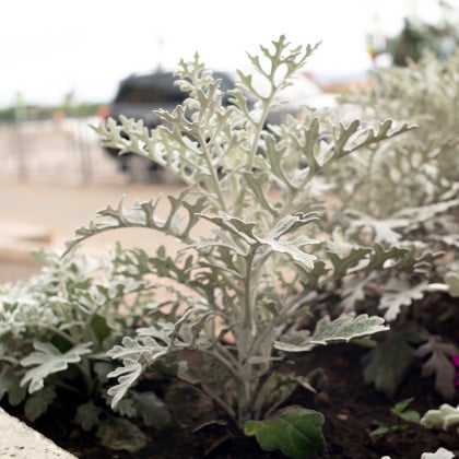 Starček prímorský - Senecio cineraria - semená starčeka - 150 ks