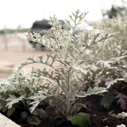 Starček prímorský - Senecio cineraria - semená starčeka - 300 ks