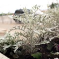 Starček prímorský - Senecio cineraria - semená starčeka - 300 ks