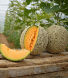 Melón Cantaloupe - predaj semien melónu - 5 ks