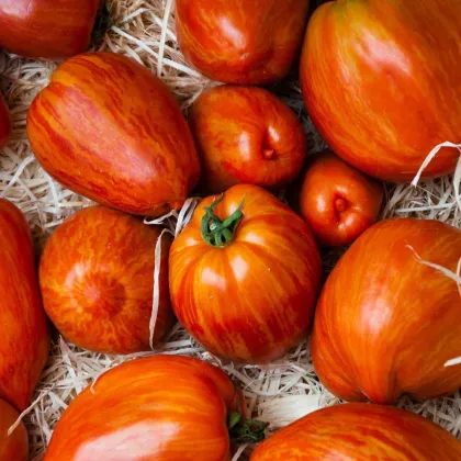 Paradajka Tigerella - Solanum lycopersicum - semená paradajky - 6 ks