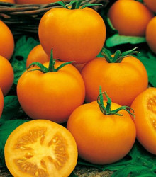 Paradajka kolíková Zlatá kráľovna - predaj semien paradajok - 10 ks