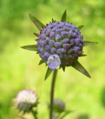 Čertkus lúčny - Succisa pratensis - semená čertkusa - 20 ks