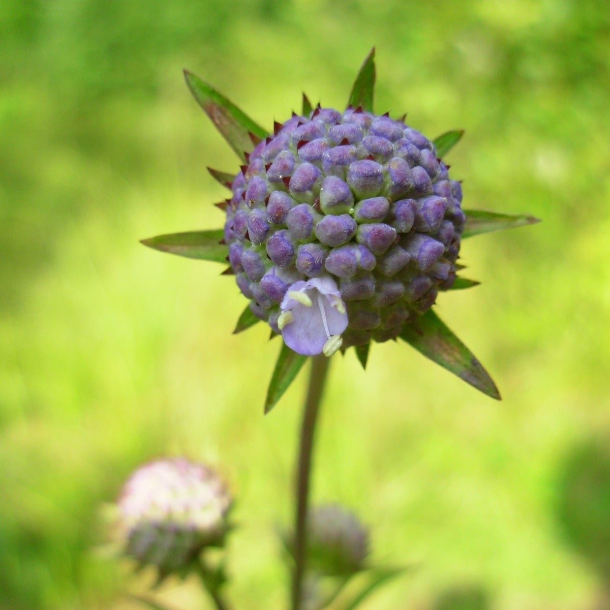Čertkus lúčny - Succisa pratensis - semená čertkusa - 20 ks