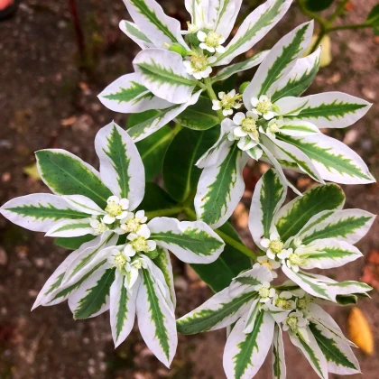 Mliečnikovka obrúbená - Euphorbia marginata - semená - 20 ks
