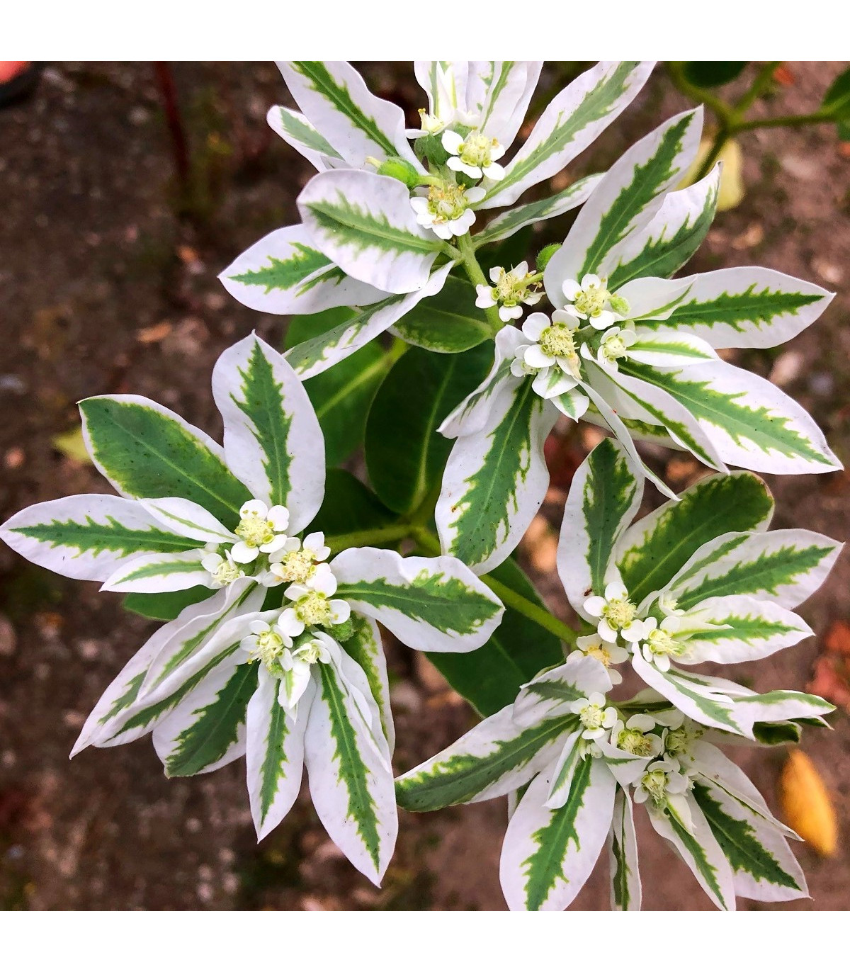 Mliečnikovka obrúbená - Euphorbia marginata - semená - 20 ks