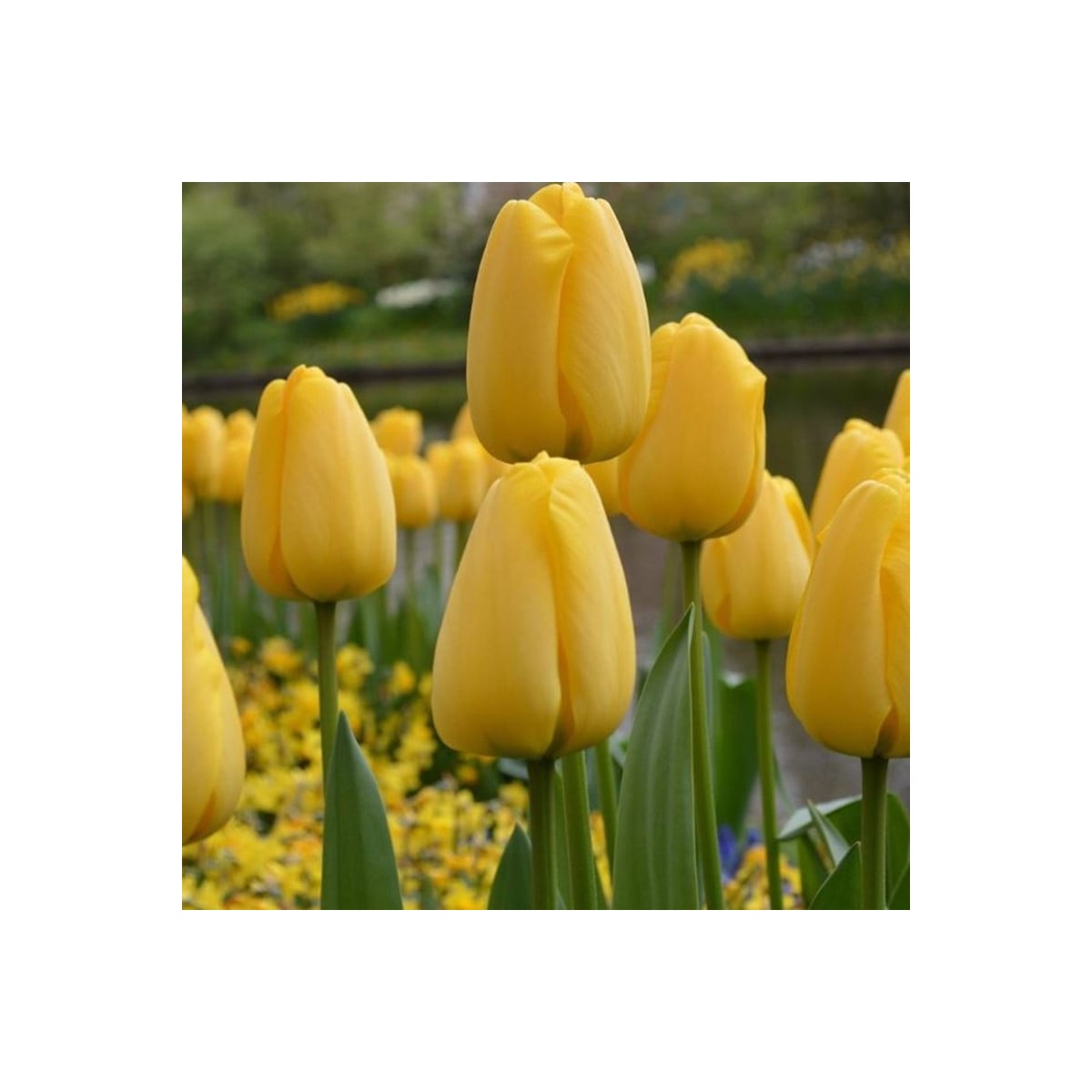 Tulipán Candela - Tulipa - cibuľoviny - 3 ks