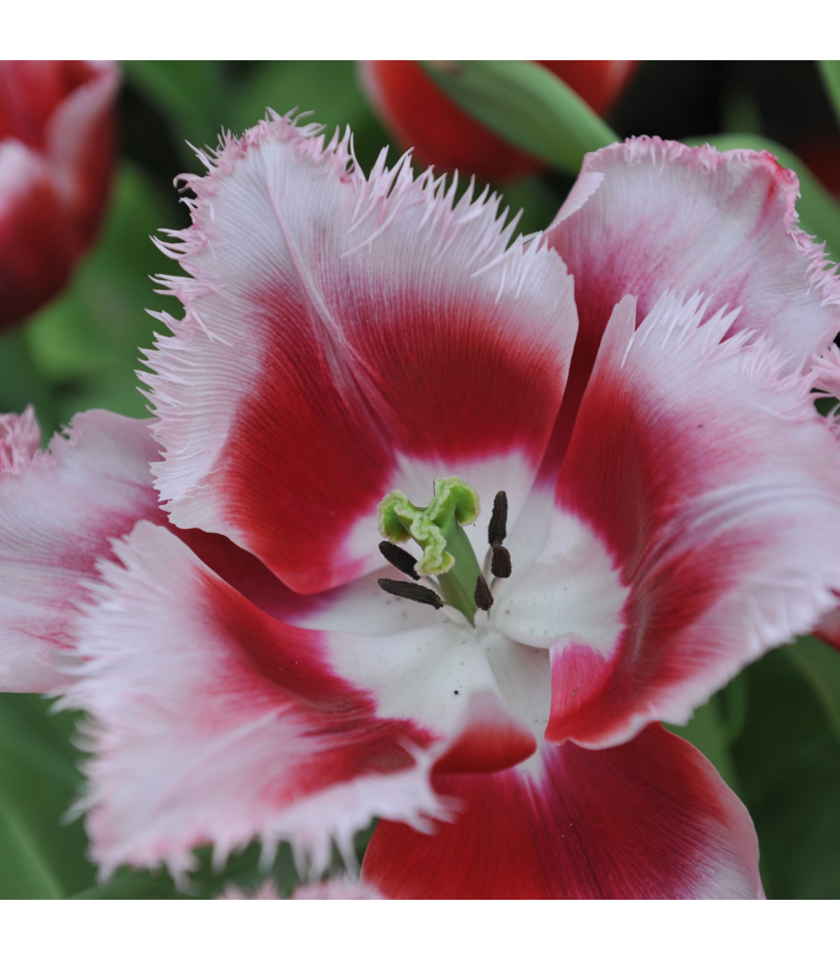 Tulipán Canasta - Tulipa - cibuľoviny - 3 ks