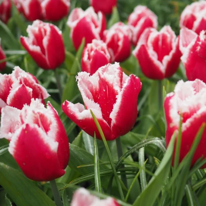 Tulipán Canasta - Tulipa - cibuľoviny - 3 ks