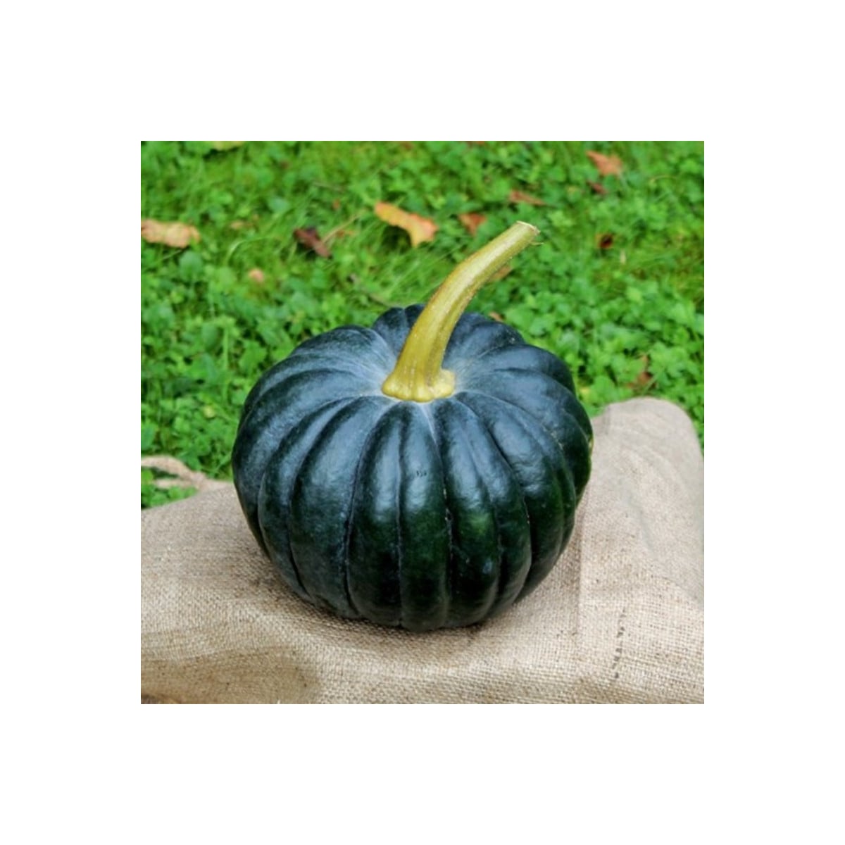 BIO Tekvica Black Futsu - Cucurbita moschata - bio semená tekvice - 7 ks