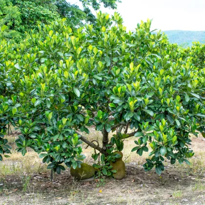 Chlebovník rôznolistý - Artocarpus heterophyllus - semená chlebovníka - 2 ks