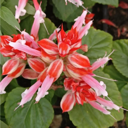 Šalvia žiarivá Unica Red and White - Salvia splendens - semená šalvie - 20 ks