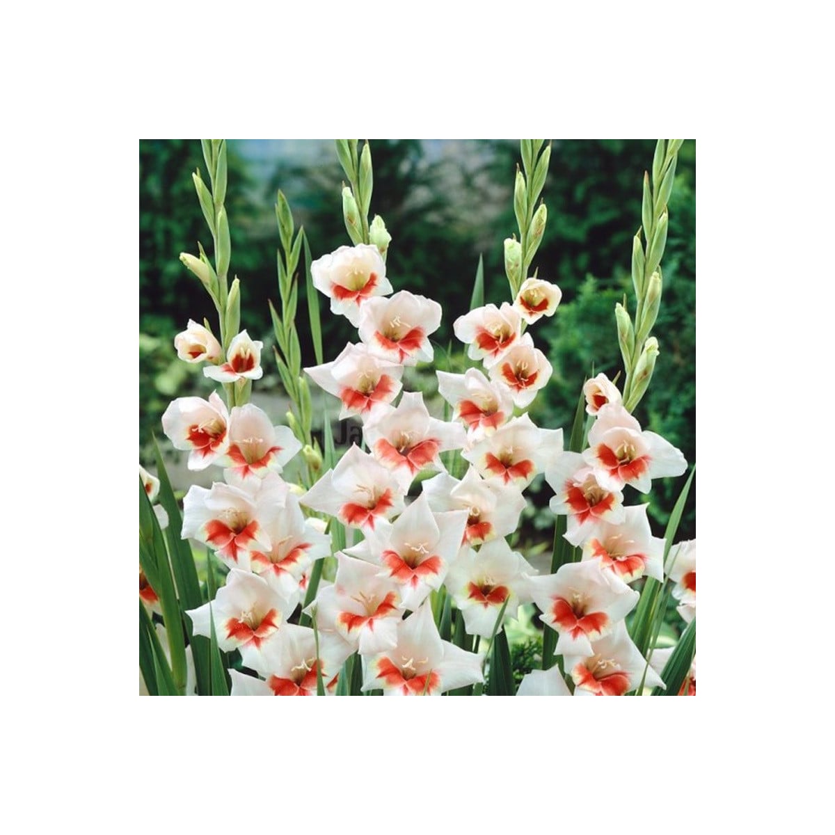 Gladiola Japonica - Gladiolus - hľuzy gladioly - 3 ks