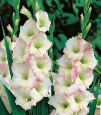 Gladiola Cream Perfection - Gladiolus - hľuzy gladioly - 3 ks