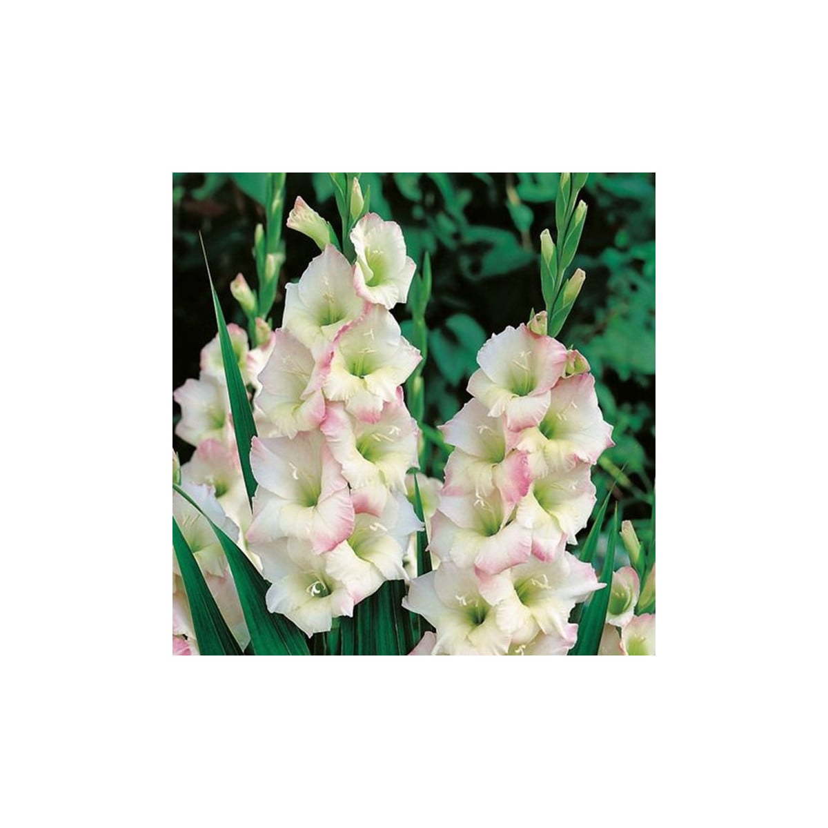 Gladiola Cream Perfection - Gladiolus - hľuzy gladioly - 3 ks