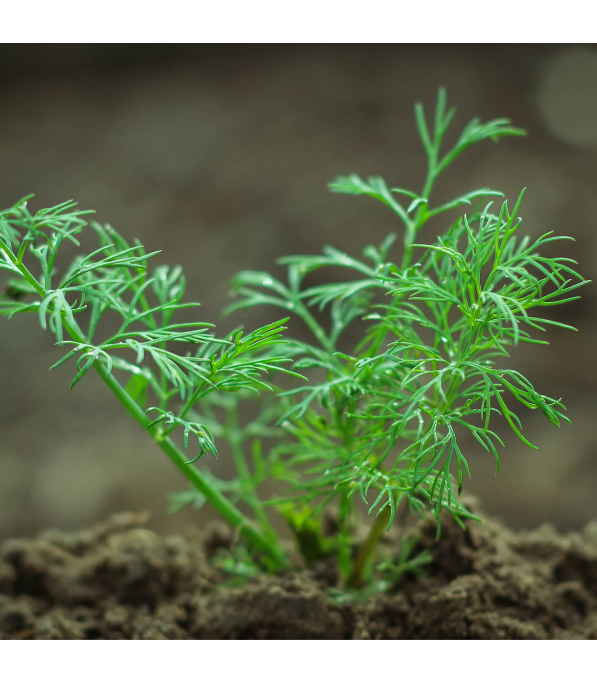 BIO kôpor voňavý Hera - Anethum graveolens - bio semená kôpru - 1 g