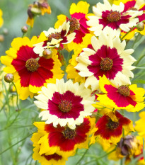 Krásnoočko Incredible Dwarf Mix - Coreopsis hybrida - semená červenoočky - 200 ks