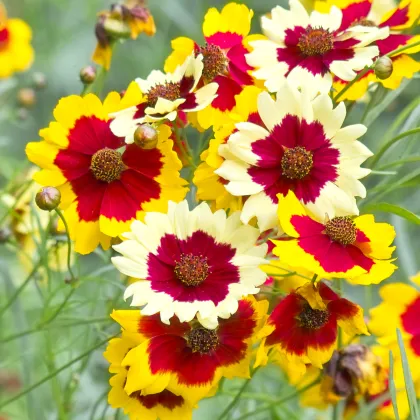 Krásnoočko Incredible Dwarf Mix - Coreopsis hybrida - semená červenoočky - 200 ks