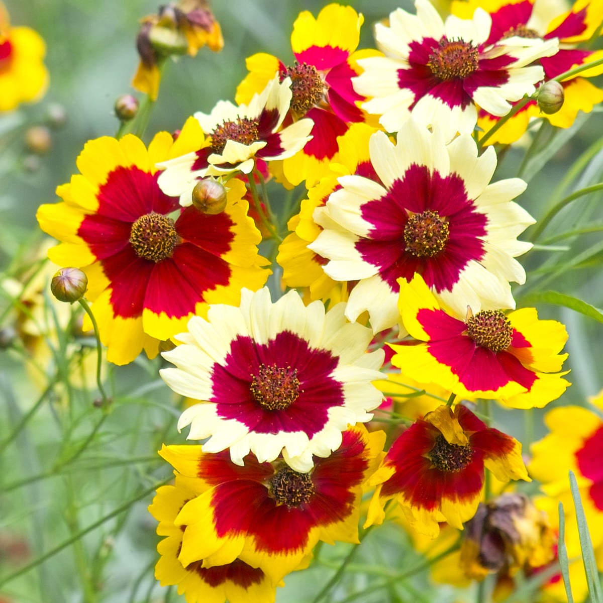 Krásnoočko Incredible Dwarf Mix - Coreopsis hybrida - semená červenoočky - 200 ks