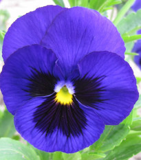 Sirôtka Schweizer Riesen Alpensee - Viola wittrockiana - semená sirôtky - 200 ks