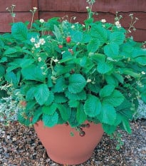 Jahodník lesný Mignonette - Fragaria vesca - semená jahôd - 15 ks