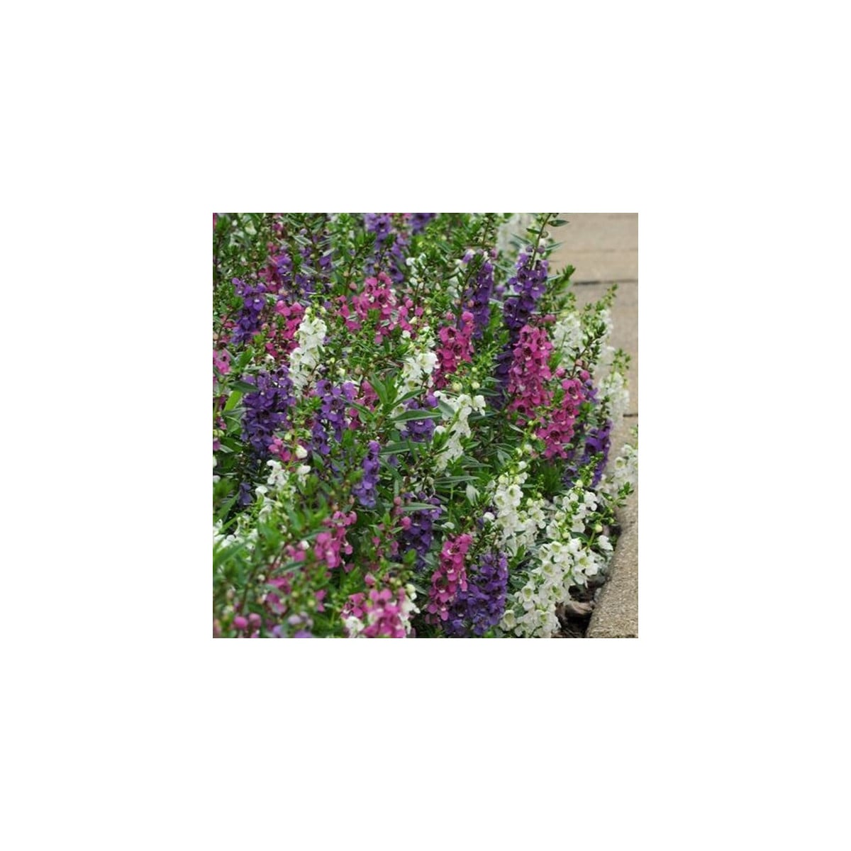 Angelónia zmes farieb - Angelonia angustifolia - semená angelónie - 6 ks