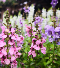 Angelónia zmes farieb - Angelonia angustifolia - semená angelónie - 6 ks