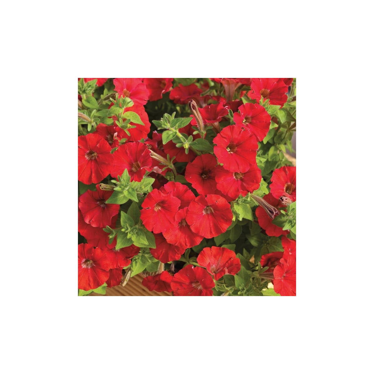 Petúnia Picobella červená F1 - Petunia mill. - semená petúnie - 15 ks