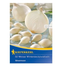 Cibuľa sadzačka ozimná Silvermoon - Allium cepa - cibuľky - 50 ks