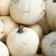 Tekvica Moonshine F1 - Cucurbita pepo - semená tekvica - 12 ks