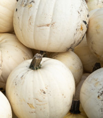 Tekvica Moonshine F1 - Cucurbita pepo - semená tekvica - 12 ks
