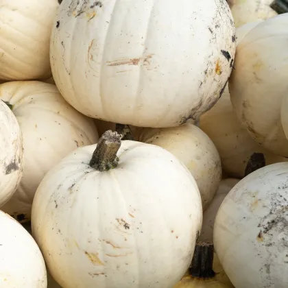Tekvica Moonshine F1 - Cucurbita pepo - semená tekvica - 12 ks